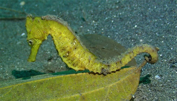 복해마(腹海馬/Spotted seahorse or Common Seahorse). Hippocampus kuda