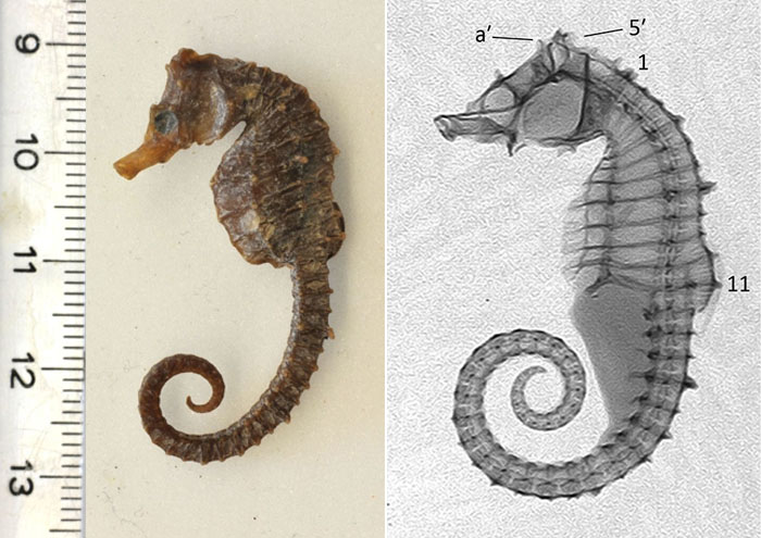 산호해마(Japanese seahorse ). Hippocampus mohnikei
