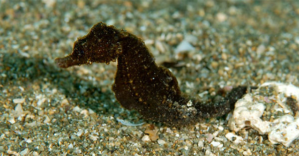 산호해마(Japanese seahorse ). Hippocampus mohnikei