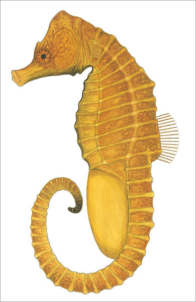산호해마(Japanese seahorse ). Hippocampus mohnikei