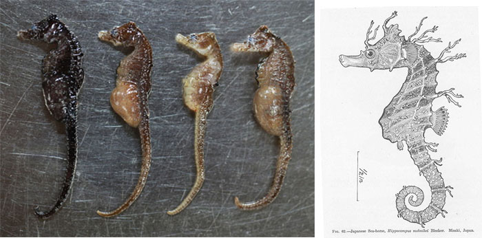 산호해마(Japanese seahorse ). Hippocampus mohnikei