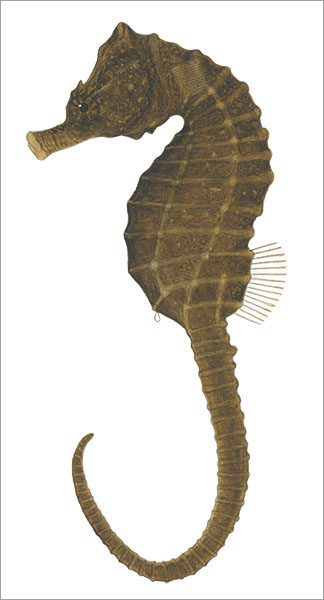 산호해마(Japanese seahorse ). Hippocampus mohnikei