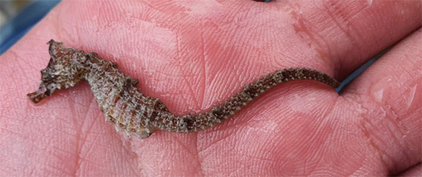 산호해마(Japanese seahorse ). Hippocampus mohnikei