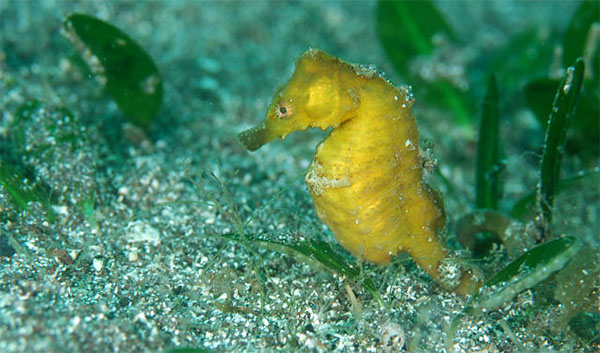 산호해마(Japanese seahorse ). Hippocampus mohnikei