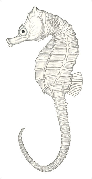 산호해마(Japanese seahorse ). Hippocampus mohnikei