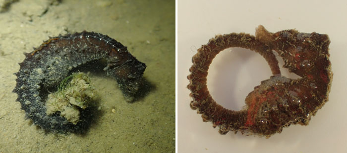 산호해마(Japanese seahorse ). Hippocampus mohnikei
