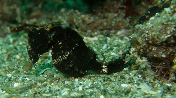 산호해마(Japanese seahorse ). Hippocampus mohnikei