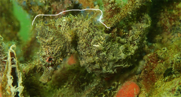산호해마(Japanese seahorse ). Hippocampus mohnikei