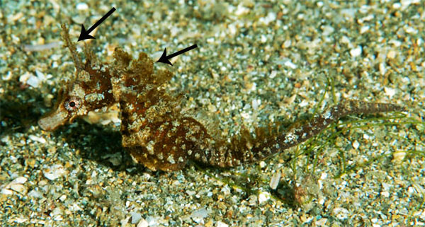 산호해마(Japanese seahorse ). Hippocampus mohnikei