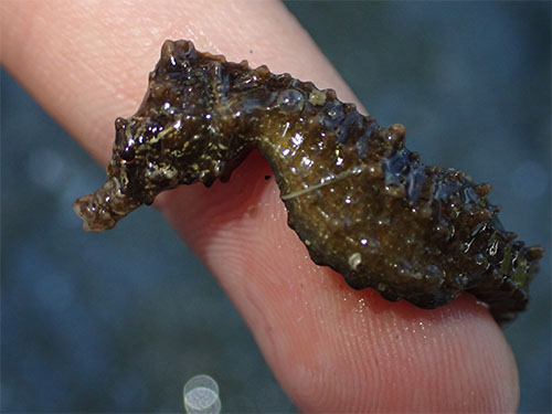 산호해마(Japanese seahorse ). Hippocampus mohnikei