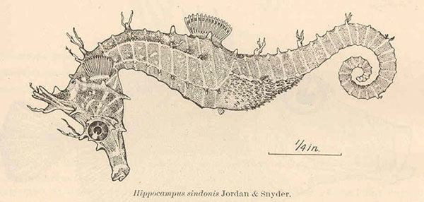 신도해마(Shiho's seahorse). Hippocampus sindonis