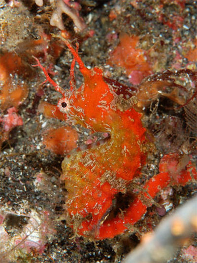 신도해마(Shiho's seahorse). Hippocampus sindonis