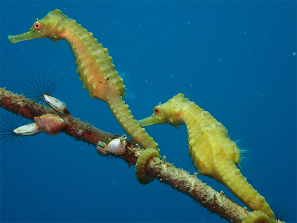 점해마(Longnose seahorse). Hippocampus trimaculatus