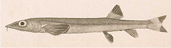 압치(Bighead beaked sandfish). Gonorynchus abbreviatus