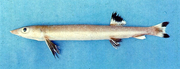 압치(Bighead beaked sandfish). Gonorynchus abbreviatus