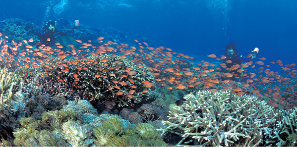 reefpicture_by_kiminyoung_crop600.jpg