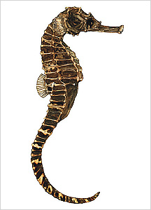 해마도감 Seahorse(Hippocampus) illustratration of Project Seahorse