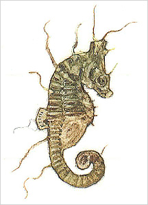 해마도감 Seahorse(Hippocampus) illustratration of Project Seahorse