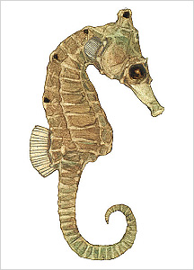 해마도감 Seahorse(Hippocampus) illustratration of Project Seahorse