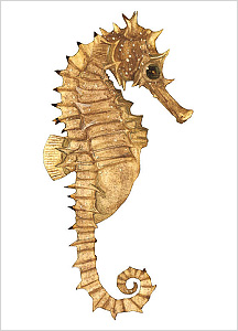 해마도감 Seahorse(Hippocampus) illustratration of Project Seahorse
