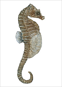 해마도감 Seahorse(Hippocampus) illustratration of Project Seahorse