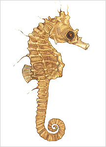 해마도감 Seahorse(Hippocampus) illustratration of Project Seahorse