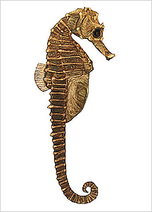 해마도감 Seahorse(Hippocampus) illustratration of Project Seahorse
