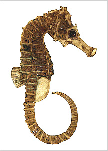 해마도감 Seahorse(Hippocampus) illustratration of Project Seahorse
