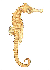 해마도감 Seahorse(Hippocampus) illustratration of Project Seahorse