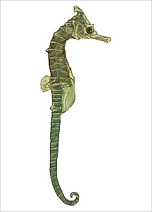 해마도감 Seahorse(Hippocampus) illustratration of Project Seahorse