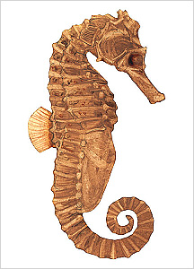 해마도감 Seahorse(Hippocampus) illustratration of Project Seahorse
