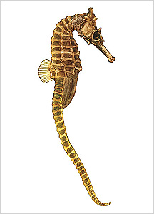 해마도감 Seahorse(Hippocampus) illustratration of Project Seahorse