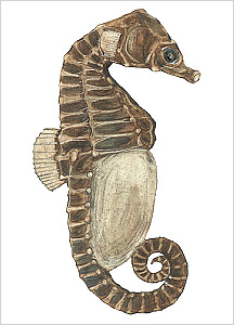 해마도감 Seahorse(Hippocampus) illustratration of Project Seahorse