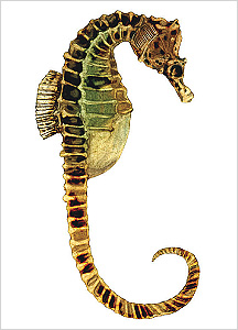해마도감 Seahorse(Hippocampus) illustratration of Project Seahorse