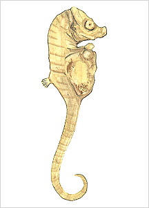 해마도감 Seahorse(Hippocampus) illustratration of Project Seahorse