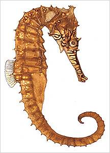 해마도감 Seahorse(Hippocampus) illustratration of Project Seahorse