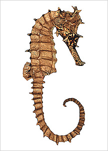 해마도감 Seahorse(Hippocampus) illustratration of Project Seahorse