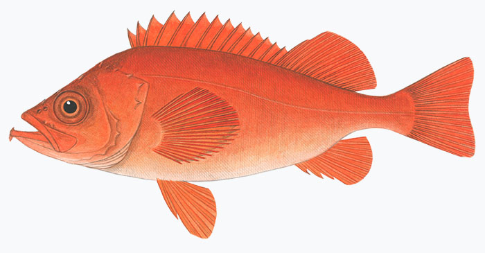 대서양 볼락(Atlantic redfish, Golden redfish). Sebastes norvegicus