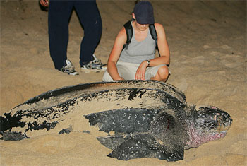 제2부(Part 2) 거북이란 동물의 기초적 이해. Common Knowledge about the Turtle Animals