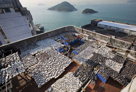 shark_ fin_dry_h314.jpg