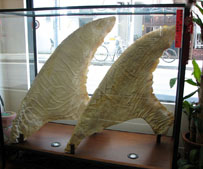 Shark_finning_display_crop_169.jpg