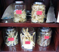 Shark_fins_Chinese_pharmacy_crop_169.jpg