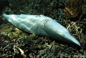 Shark_finning_bottom.jpg
