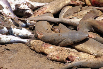 Shark_Finned_sharks345.jpg