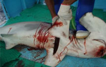 Shark_finning_costarica2_h137.jpg