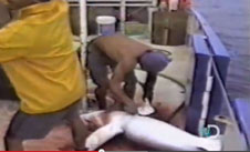 Shark_finning_aboard_crop_h137.jpg