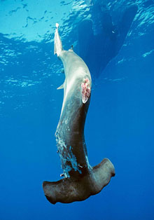 Shark_finning_bali2_crop_h314.jpg
