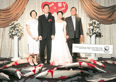 Shark_finning_mariage_h263.jpg