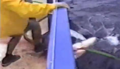 Shark_finning_aboard2crop_h137.jpg