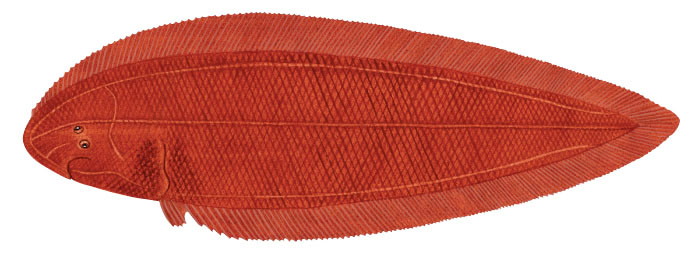 참서대(Red tonguesole). Cynoglossus joyneri (Günther, 1878).